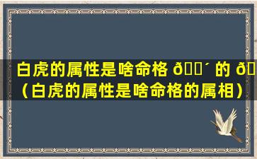 白虎的属性是啥命格 🐴 的 🐵 （白虎的属性是啥命格的属相）